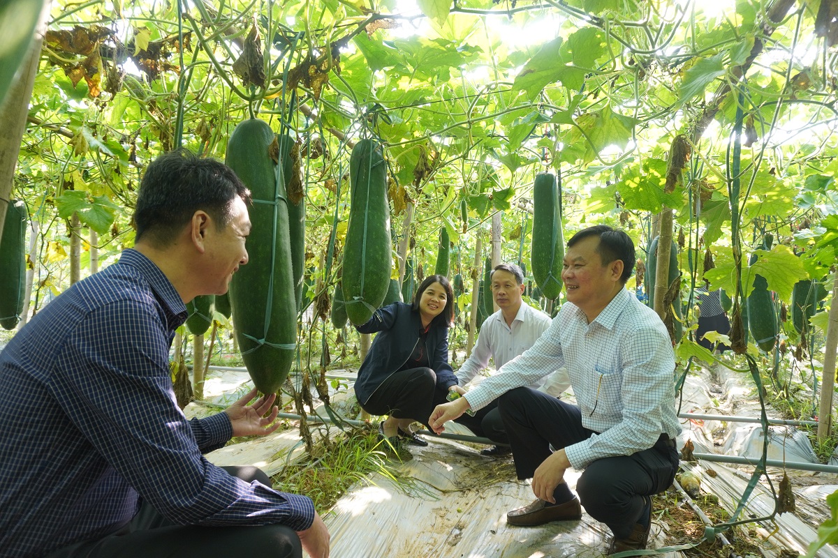 Đồng chí Trần Hùng - Phó Giám đốc Sở Khoa học và Công nghệ kiểm tra mô hình trồng giống Bí Đen Quế Á số 7 tại Trung tâm Khoa học, Công nghệ và Đổi mới sáng tạo